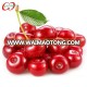 2014 new crop Canned cherry fresh fruit in syrup manufacturer