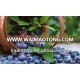 organic blueberries prices/blueberry blueberries/frozen blueberries price 2013