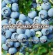 artificial blueberry/bulk frozen blueberries/organic blueberries